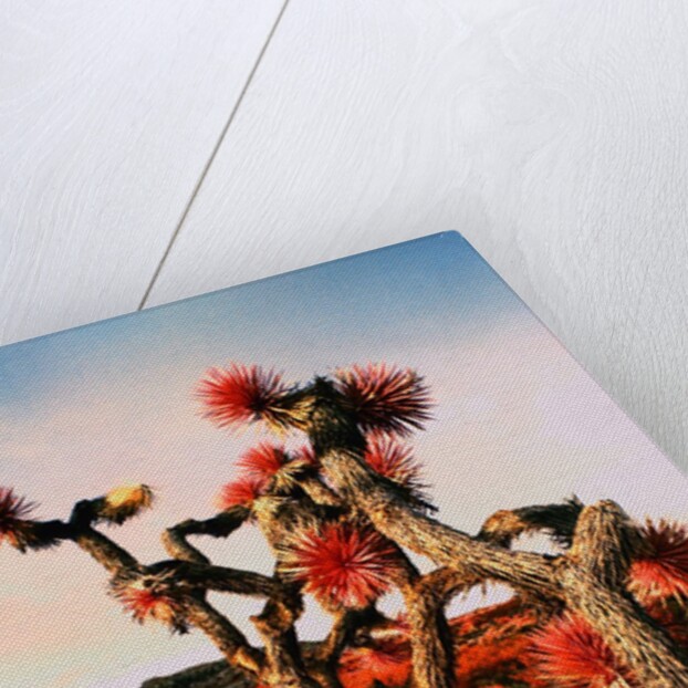 Joshua Trees in Bloom by Anonymous