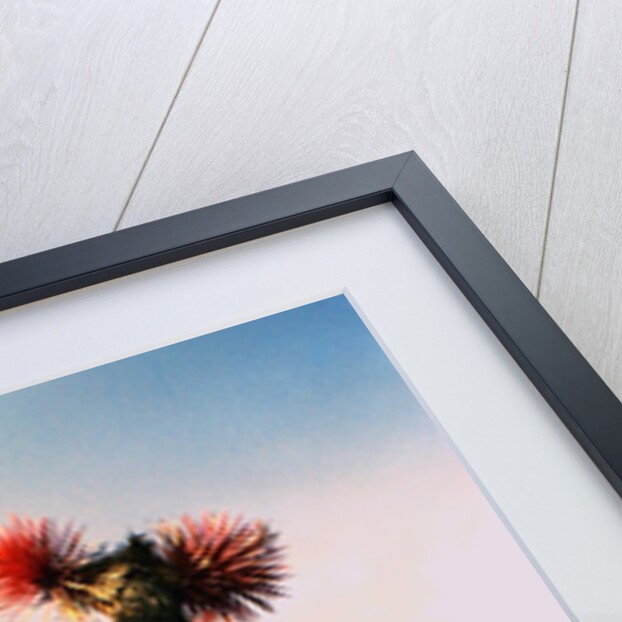 Joshua Trees in Bloom by Anonymous