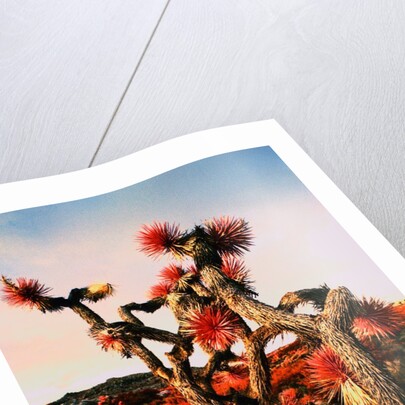 Joshua Trees in Bloom by Anonymous