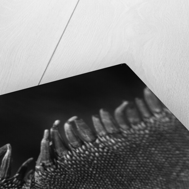 Scales on Back of Lizard by Anonymous