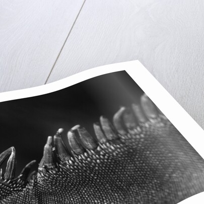 Scales on Back of Lizard by Anonymous