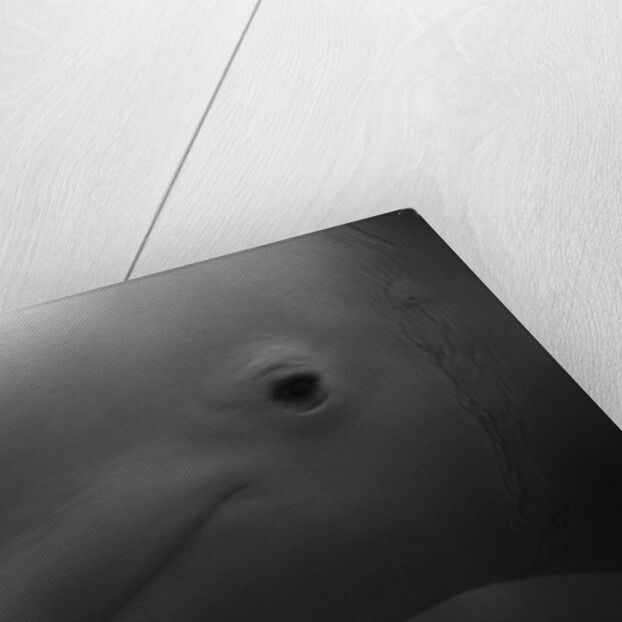 Head of Beluga by Anonymous