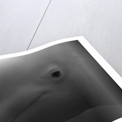 Head of Beluga by Anonymous