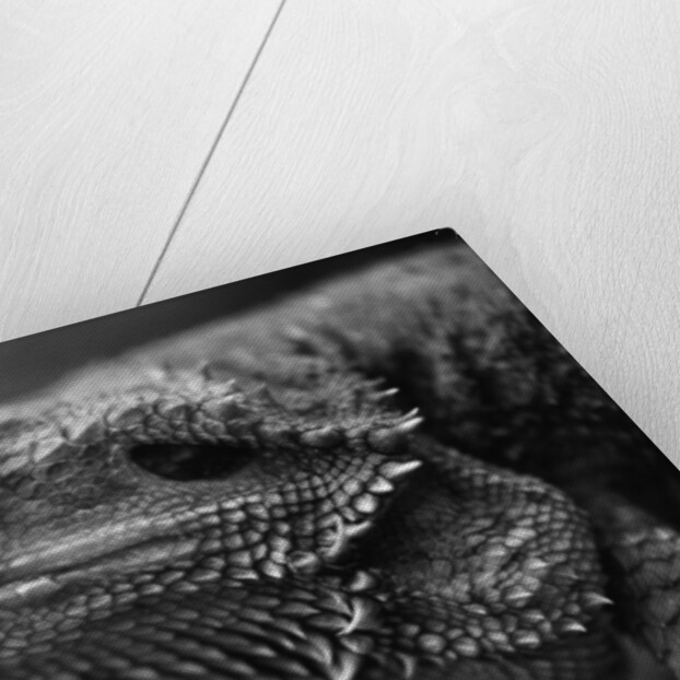 Head of Lizard by Anonymous