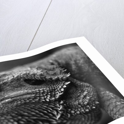 Head of Lizard by Anonymous