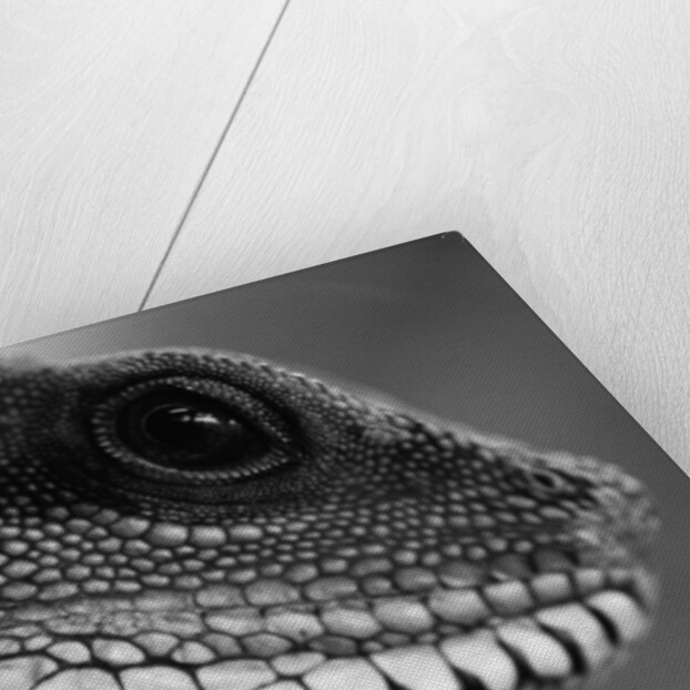 Head of Lizard by Anonymous