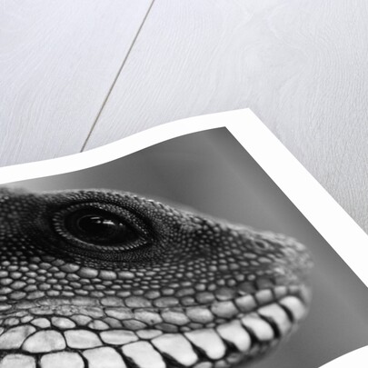 Head of Lizard by Anonymous