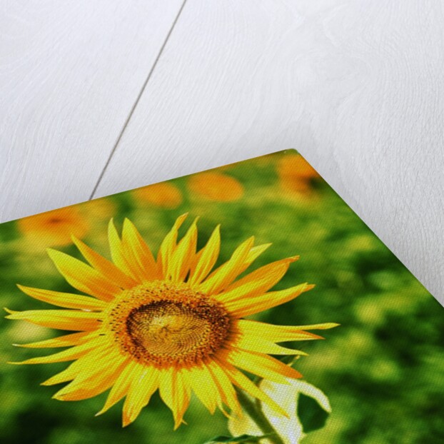 Sunflower by Anonymous