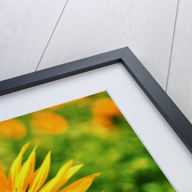 Sunflower by Anonymous