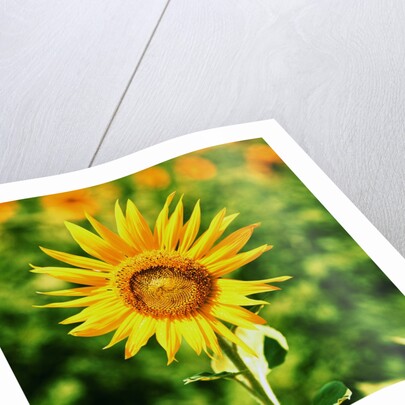 Sunflower by Anonymous