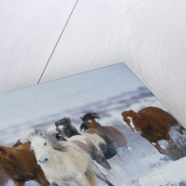 Wild Horses in Snow by Anonymous