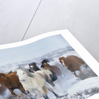 Wild Horses in Snow by Anonymous