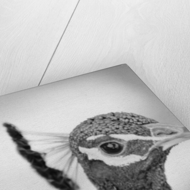 Peacock's Head by Anonymous