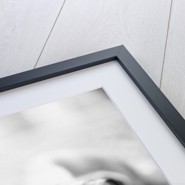 Monkey Holding Camera by Anonymous