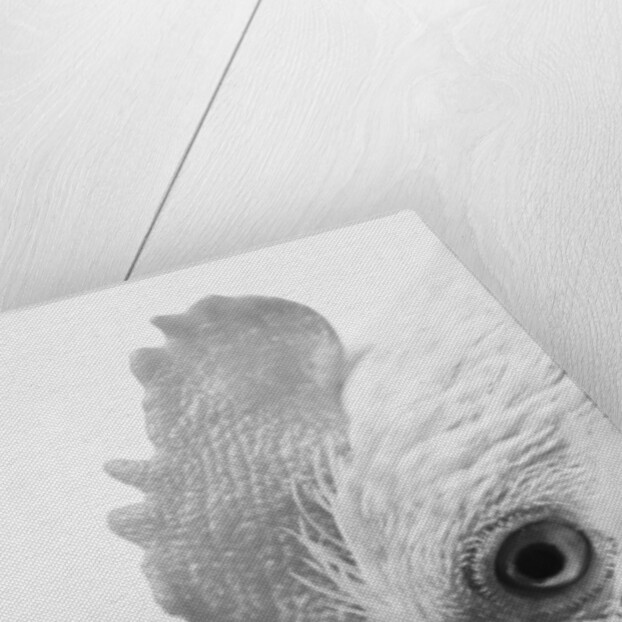 Rooster's Face by Anonymous