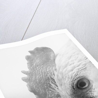 Rooster's Face by Anonymous
