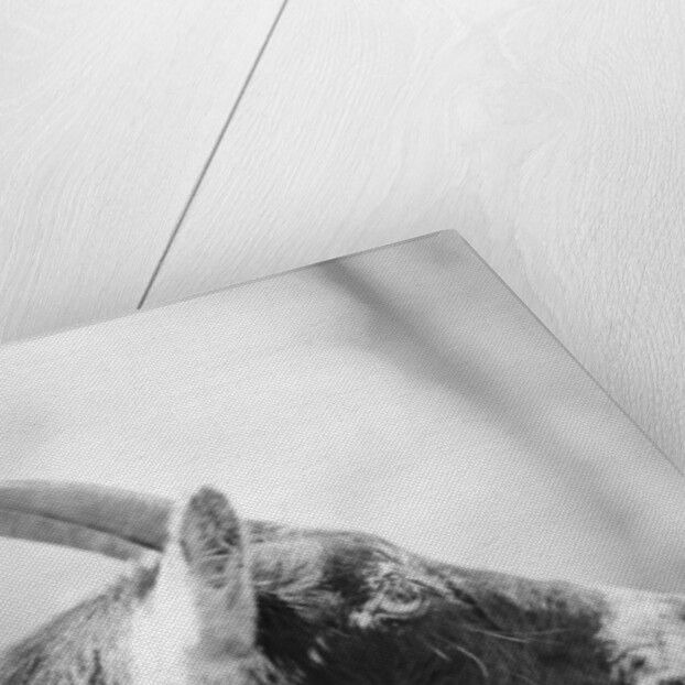 Side of a Goat's Head by Anonymous