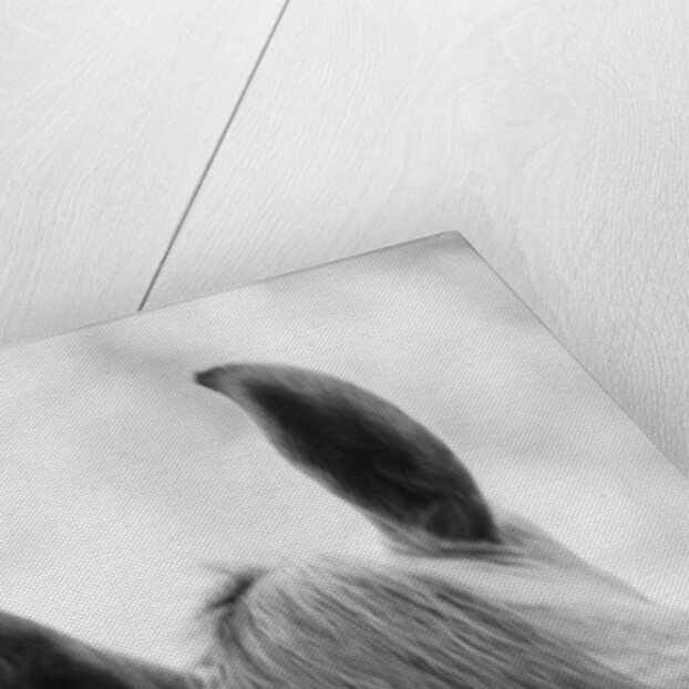 Top Half of Horse's Head by Anonymous