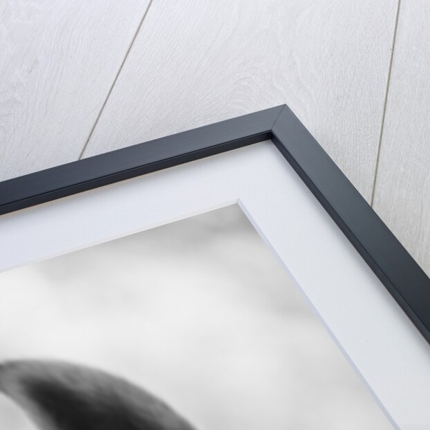 Top Half of Horse's Head by Anonymous