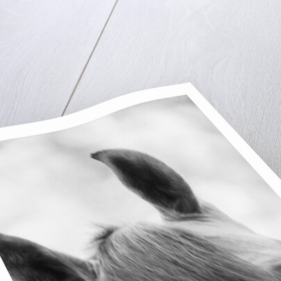 Top Half of Horse's Head by Anonymous