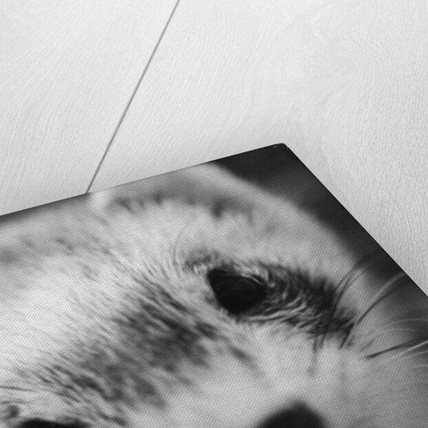 Ferret's Face by Anonymous