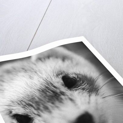 Ferret's Face by Anonymous