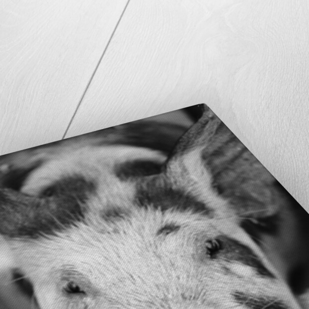 Head of Spotted Pig by Anonymous