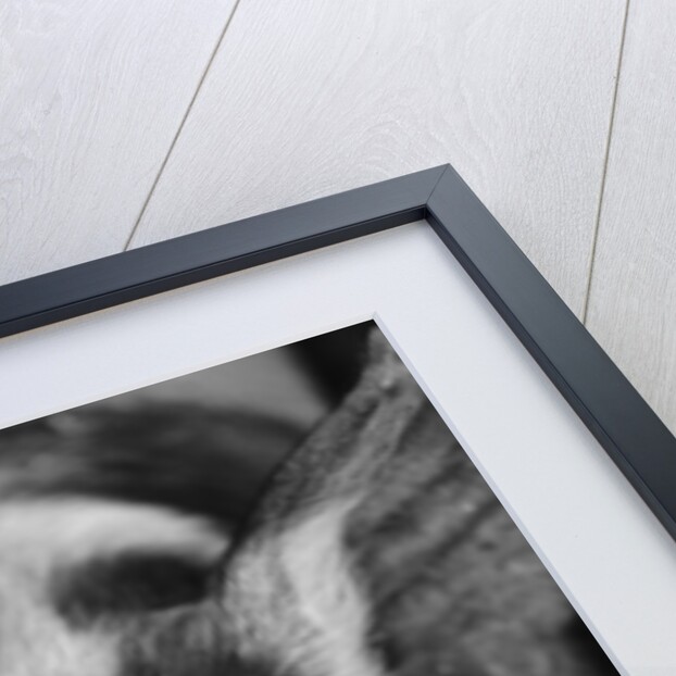 Head of Spotted Pig by Anonymous