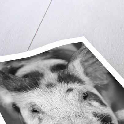 Head of Spotted Pig by Anonymous