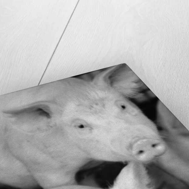 Two Pigs by Anonymous
