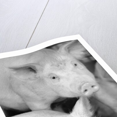 Two Pigs by Anonymous