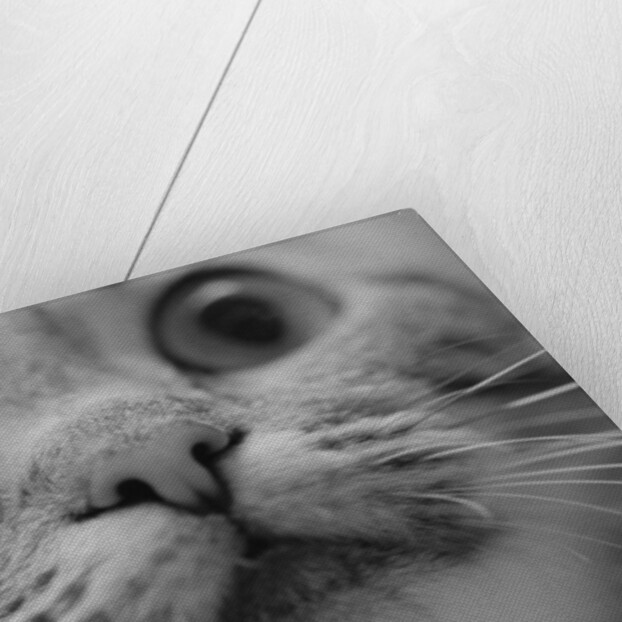 Close Up of Cat's Face by Anonymous