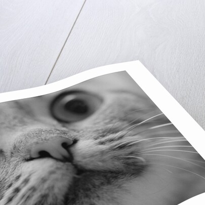 Close Up of Cat's Face by Anonymous