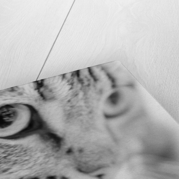 Close Up of Cat's Face by Anonymous