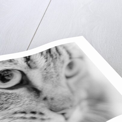 Close Up of Cat's Face by Anonymous
