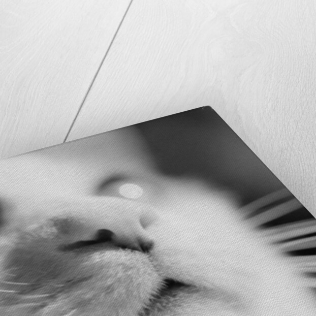 Close-up of Cat's Face by Anonymous