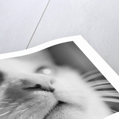 Close-up of Cat's Face by Anonymous