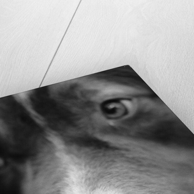 Dog's Nose by Anonymous