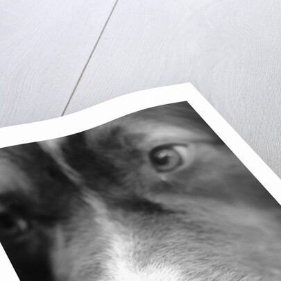 Dog's Nose by Anonymous