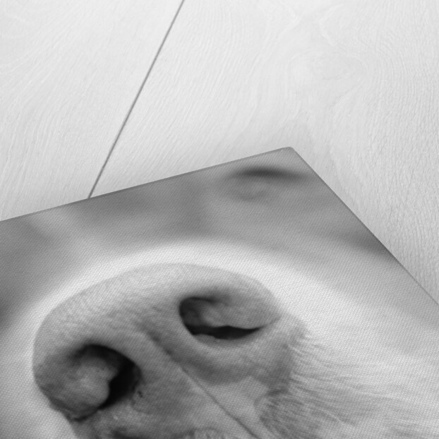 Dog's Nose by Anonymous
