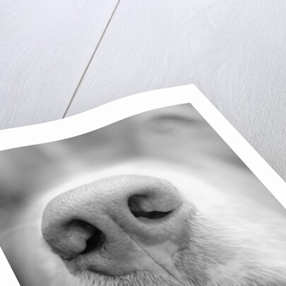 Dog's Nose by Anonymous