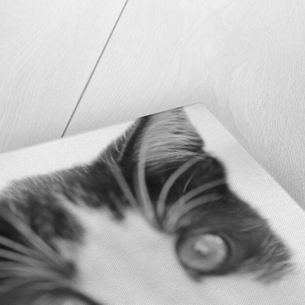 Cat's Head by Anonymous
