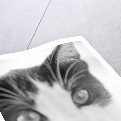 Cat's Head by Anonymous