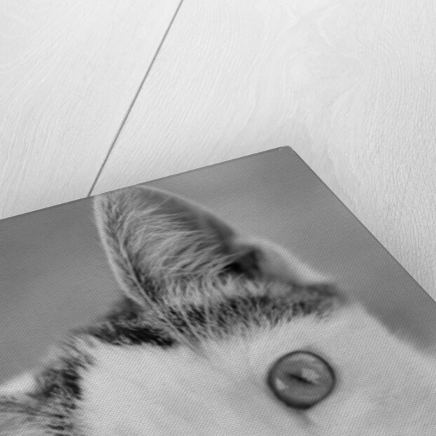 Head of Cat by Anonymous