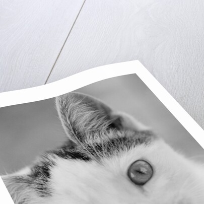 Head of Cat by Anonymous