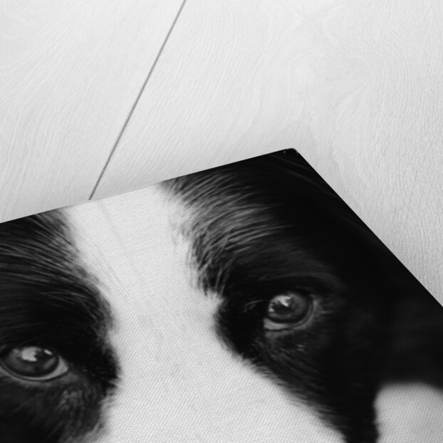 Head of Border Collie by Anonymous