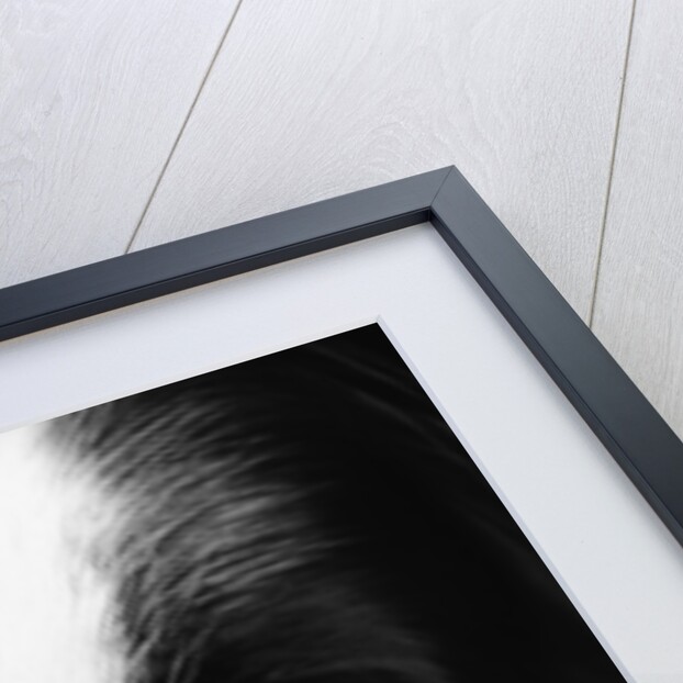 Head of Border Collie by Anonymous