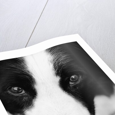 Head of Border Collie by Anonymous