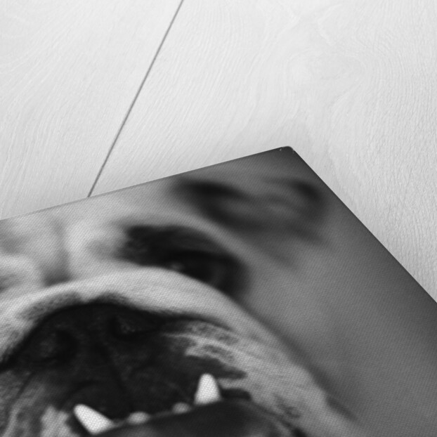 Face of a Bulldog by Anonymous