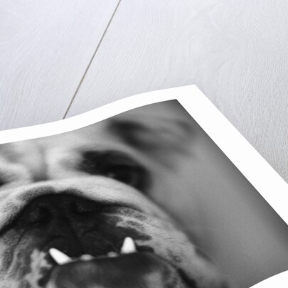 Face of a Bulldog by Anonymous
